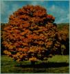 Maple Tree.